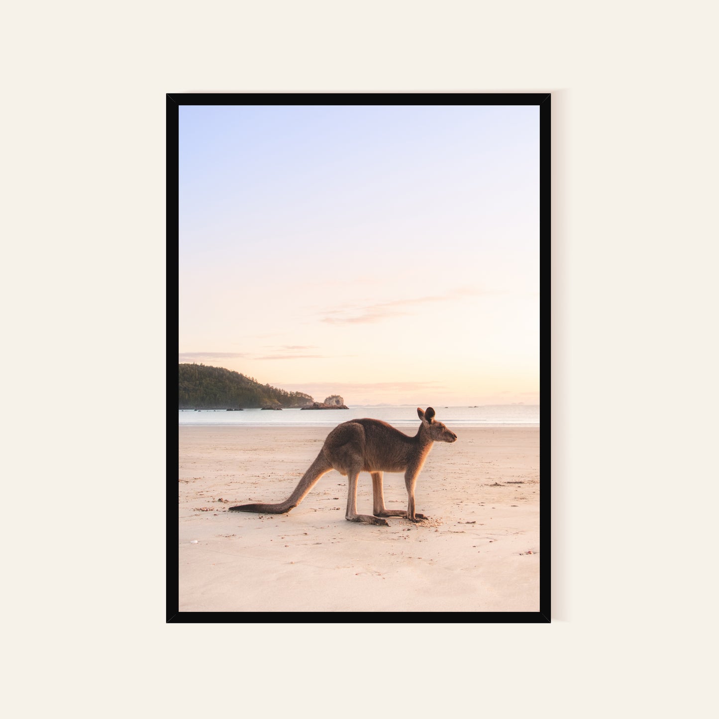 Kangaroo at Cape