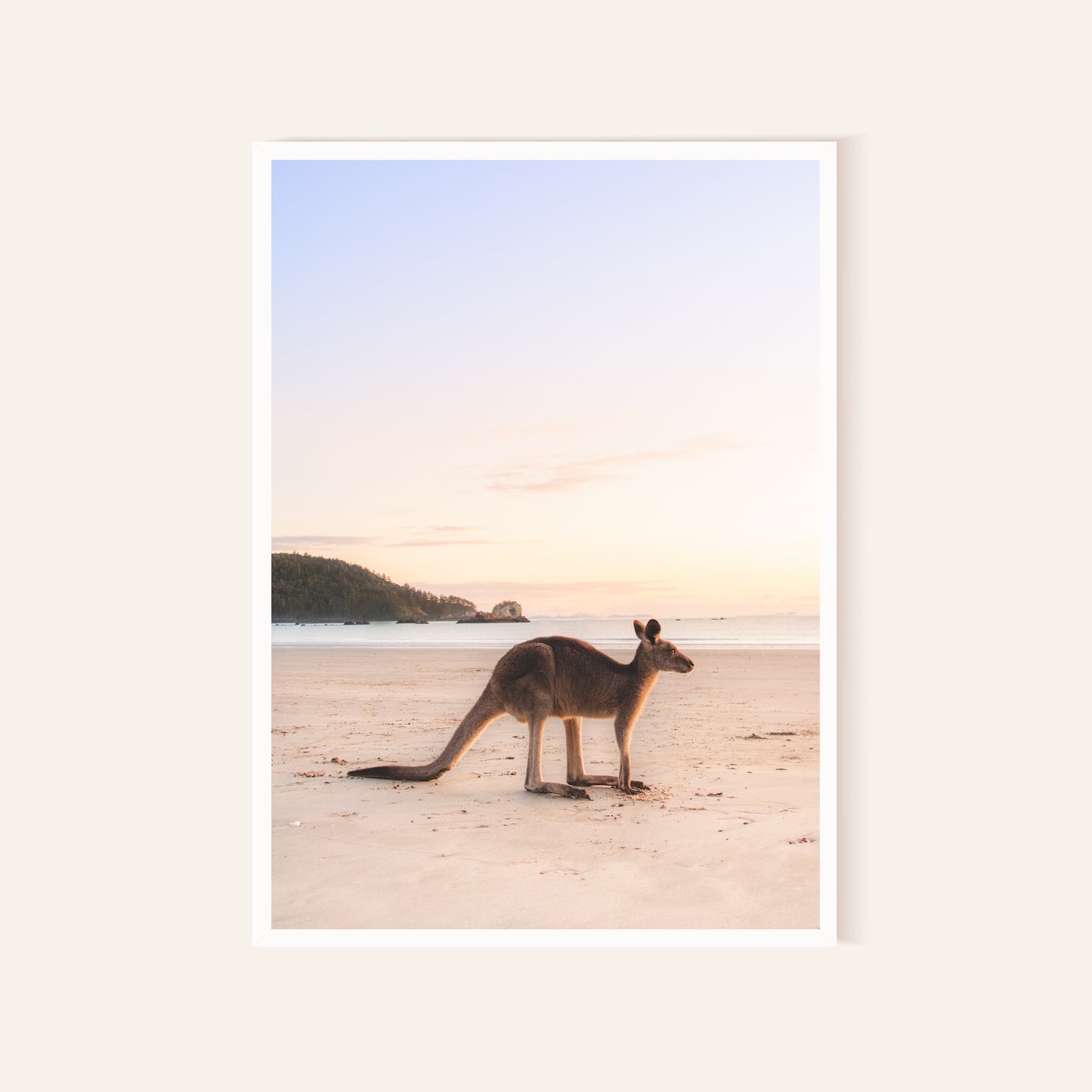 Kangaroo at Cape
