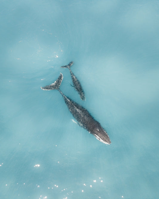Whales