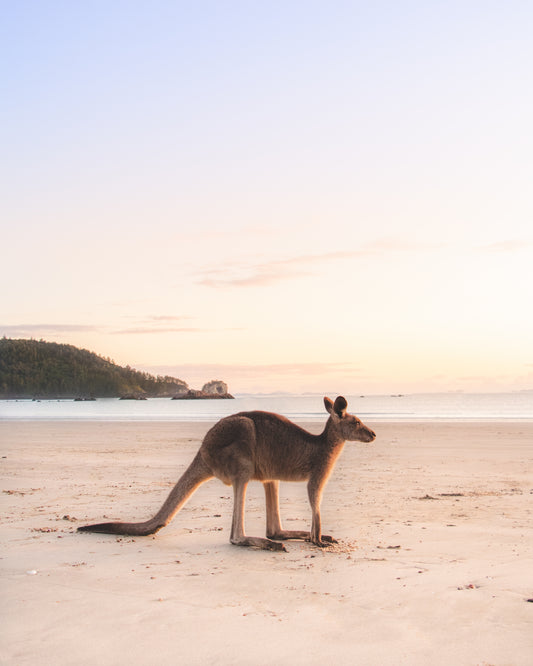 Kangaroo at Cape